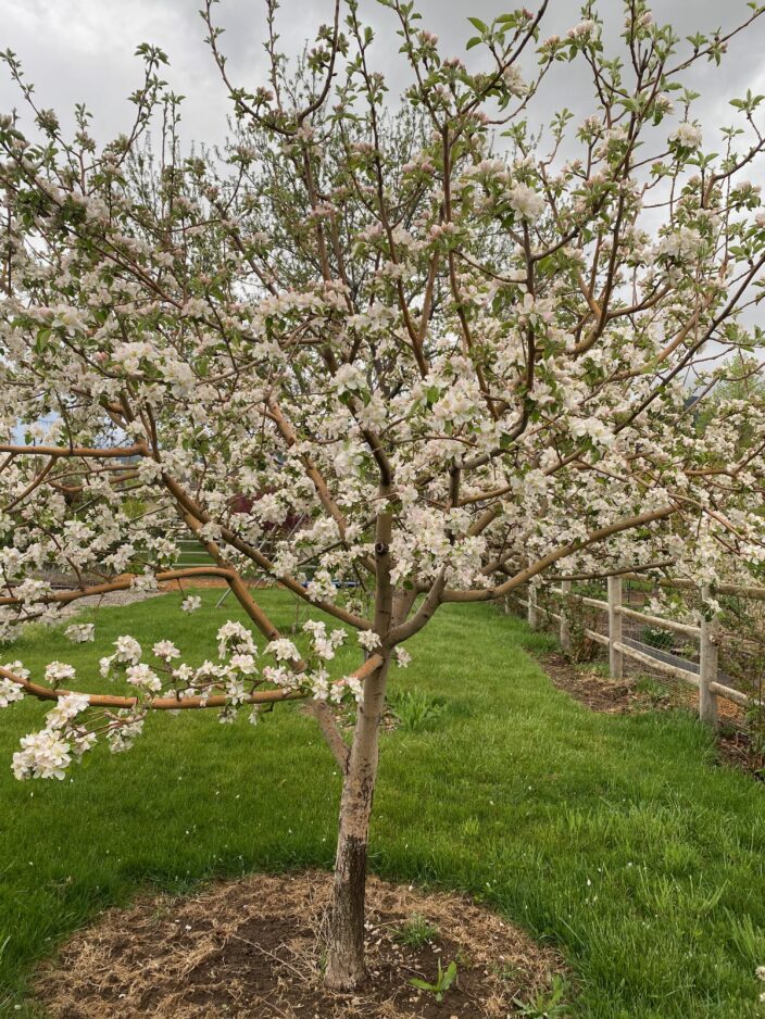 Garden Help Desk: Timely gardening tips for April